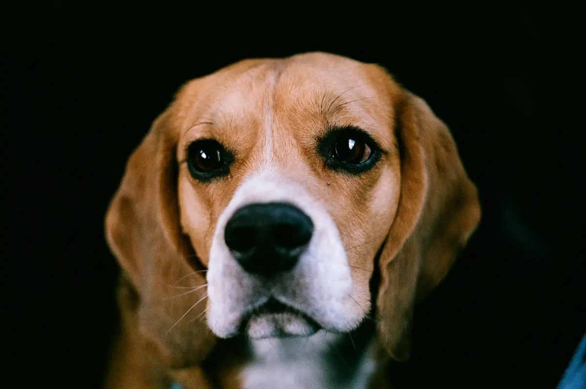 Retrato em close de um beagle de pelagem curta, olhando para a câmera