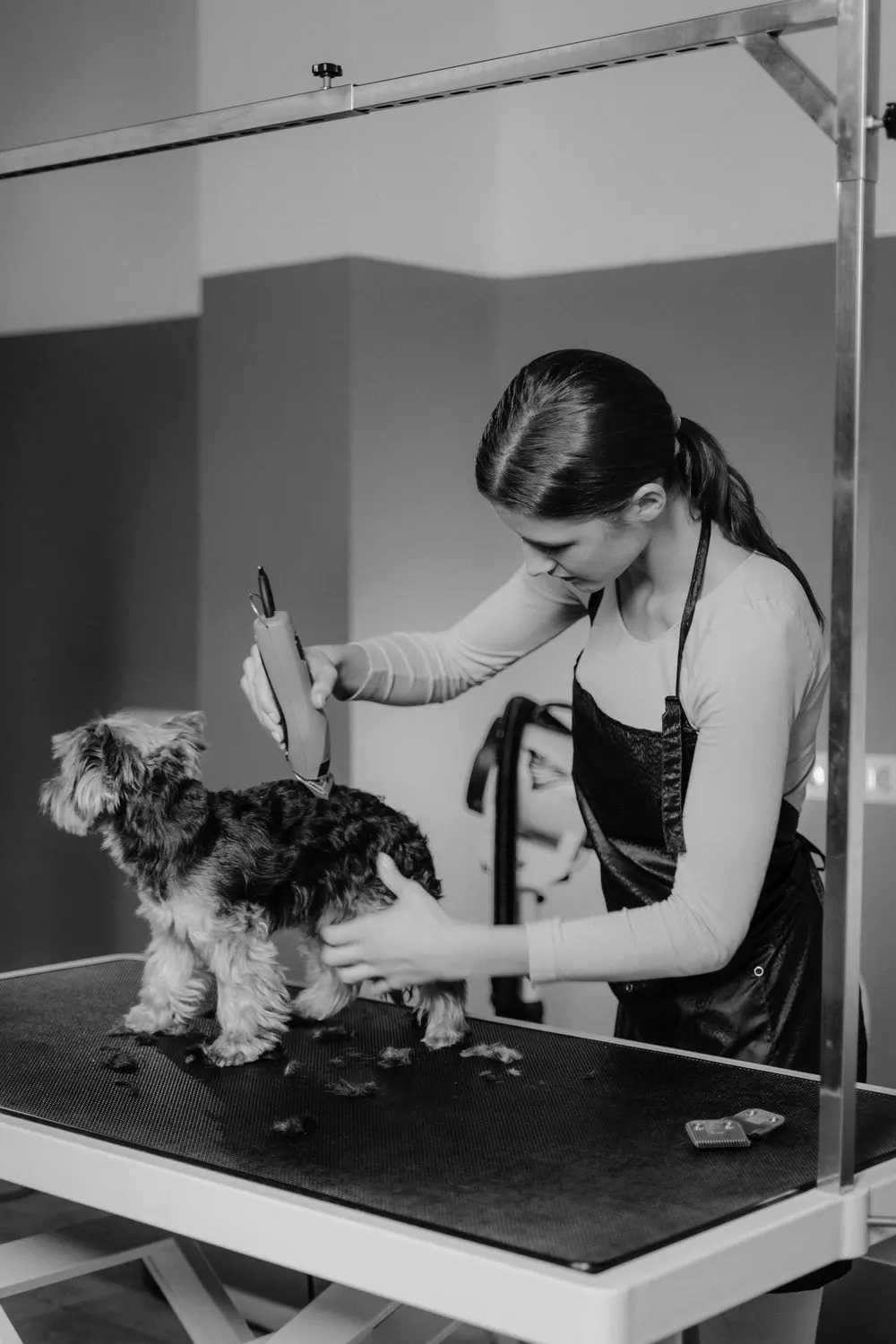 Marina Fialho tosando um terrier pequeno com tesoura e pente, em salão de estética pet